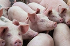 Giá lợn hơi bao giờ vượt mốc 60.000 đồng/kg?