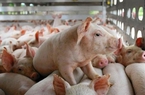 Giá lợn hơi xu hướng thấp đè nặng người chăn nuôi