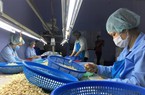 100 container hạt điều Việt Nam nghi bị lừa đảo đã về với "khổ chủ"