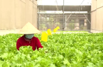 Vùng hạ Long An mở rộng diện tích rau công nghệ cao