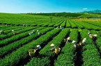 Thương mại giữa Việt Nam và châu Mỹ chưa bứt phá dù rất tiềm năng, vì sao?