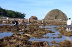 Giẫm đạp phá hỏng san hô tại danh thắng quốc gia này ở Phú Yên chia sẻ rầm rộ trên mạng khiến dân bức xúc