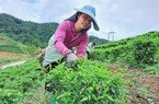 Lai Châu: Đẩy mạnh thu hút đầu tư