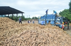 Xuất khẩu tinh bột sắn sang Trung Quốc đang tràn đầy hy vọng