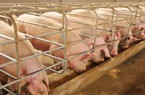 Giá heo hơi vẫn tiếp tục tăng, cao nhất 61.000 đồng/kg, thịt lợn bán lẻ ở chợ thế nào?