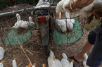 Giá gia cầm hôm nay 29/6: Giá gà công nghiệp lại nhích lên, giá vịt thịt cao kỷ lục