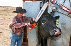 Trang trại chăn nuôi bò công nghệ cao