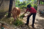 Nông dân Mường Nhé vượt khó từ nguồn tín dụng chính sách