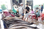 Điều gì xảy ra với một loài cá của Việt Nam nếu Mỹ giảm thuế cho Trung Quốc? 