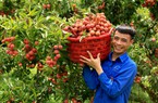 Thứ trái cây đặc sản của Bắc Giang, Hải Dương đắt hàng ở Úc, giá 500.000 đồng/kg vẫn bán vèo vèo