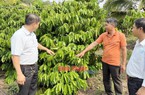 Cách làm vườn "trồng lung tung" của một ông nông dân Bình Phước cho thu tiền tỷ, nhiều người đến xem