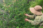 Làng nông nghiệp thông minh giúp quả mơ Chiềng Khừa ở Sơn La bán giá cao 