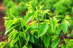 Thứ rau ăn ngọt như nước ninh xương, chả phải thuốc thang gì, anh nông dân Đắk Lắk trồng bán tiền rủng rỉnh