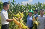 Nghịch lý: Là nước nông nghiệp, Việt Nam vẫn mua 10 triệu tấn một thứ hạt về làm thức ăn chăn nuôi 