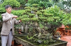 Vùng đất trồng cây cảnh nghệ thuật ở Nam Định, vô vườn đụng ngay những cây tiền tỷ
