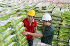 Lộc Trời (LTG): Tháng 6/2022 gần 500 tấn gạo thương hiệu "Cơm ViệtNam Rice" xuất sang châu Âu 