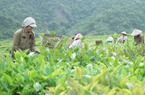 Lai Châu: Bàn giải pháp cho vùng nguyên liệu chè