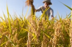 Sản xuất lúa gạo ở châu Á gặp khó do giá phân bón tăng