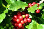 Giá cà phê tiếp tục giảm mạnh, thông tin "nóng" mới về sản lượng