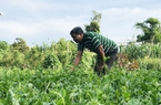 Dân làng Jrai ở Gia Lai rủ nhau trồng rau sạch, quanh năm có tiền tiêu rủng rỉnh