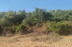 138ha đất rừng của gia đình nguyên Bí thư Huyện uỷ Vĩnh Thạnh đang bị kiểm tra
