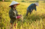 Chuyển đổi 1.537ha đất trồng lúa để xây dựng cao tốc Bắc - Nam phía Đông sẽ không ảnh hưởng đến an ninh lương thực