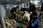 Giá gia cầm hôm nay 14/7: Giá gà, giá vịt thịt ở mức cao, "cò" gia cầm làm việc hết công suất