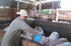 Giá heo hơi bất ngờ tăng nóng, vì sao vậy?