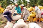 Hoạt động giao dịch trầm lắng, giá gạo xuất khẩu chưa thể bứt phá