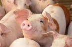 Giá lợn hơi lập đỉnh mới, có thể chạm mốc 75.000 đồng/kg