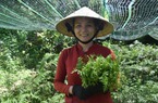 Đem loài rau dại mọc lung tung trong rừng về vườn trồng, ai cũng bất ngờ, bất ngờ hơn là bán đắt hàng