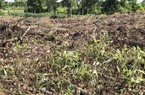 Công an đang điều tra vụ phá hại 4.000 cây giống trồng rừng phòng hộ ở Gia Lai