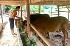 Nông thôn Sơn La: Nữ dân tộc Thái chăn nuôi giỏi, thu nhập cao