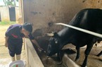 Hà Nội: Cho đàn bò Wagyu uống bia, massage, làm ra thứ thịt cao cấp dát vàng 