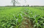 6 tháng đầu năm, Giống cây trồng Miền Nam (SSC) báo lãi 31 tỷ đồng, tăng 56%