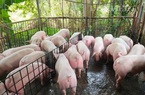 Hội Chăn nuôi Việt Nam chỉ rõ bản chất giá lợn hơi tăng, người tiêu dùng nên "chia sẻ"