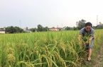 Xúc động bài thơ của lão nông 80 tuổi viết tặng AHLĐ, thương binh Trần Mạnh Báo