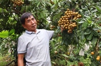 Nông dân Sơn La làm giàu nhờ trồng đủ thứ cây ăn quả trên sườn đồi