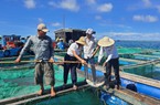 Quảng Ngãi: Giá cá bớp tăng cao đột biến, người nuôi cá Lý Sơn thu lãi “khủng” 