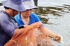 Giá tôm trong nước tăng cao, xuất khẩu lại gặp khó