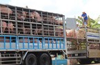 Nóng: Bộ NNPTNT yêu cầu tăng cường chỉ đạo ngăn chặn, xử lý các trường hợp vận chuyển lợn qua biên giới