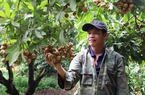 Sơn La: Nông dân đi lên từ cây nhãn