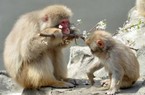 Vấn nạn khỉ tấn công người ở các thành phố du lịch