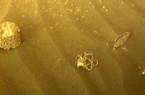 NASA phát hiện vật thể kỳ lạ có hình dạng giống 'con sứa' trên bề mặt sao Hỏa