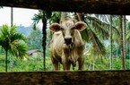Úc đưa ra các hạn chế du lịch, "tuyên chiến" với bệnh lở mồm, long móng 