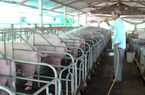 "Đột nhập" trang trại chăn nuôi "như sở thú", bất ngờ thu tiền tỷ của một nông dân Tiền Giang