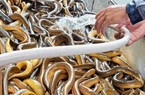 Vì sao nông dân Hậu Giang đang quan tâm nuôi lươn sạch xuất khẩu?