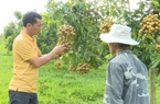 Sơn La: Nông dân huyện biên giới trồng nhãn thu tiền tỷ mỗi năm 