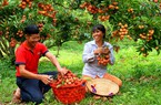 Khu vườn của một ông nông dân Bắc Giang có gì lạ mà có ngày đón cả trăm khách đến chụp ảnh, check in?