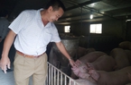 Giá lợn hơi miền Bắc hôm nay: Có nơi cao nhất 69.000 đồng/kg nhưng người chăn nuôi chưa lãi nhiều